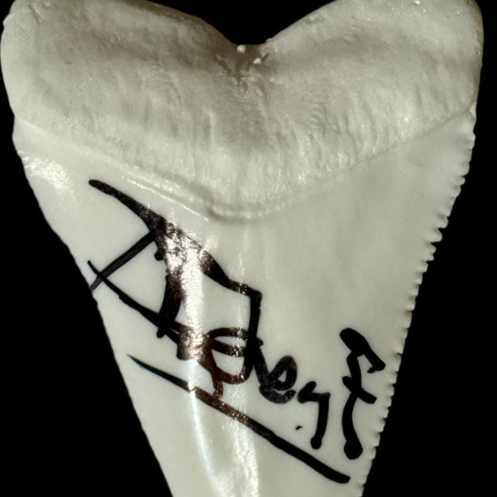 Richard Dreyfuss Signed Shark Tooth (Jaws) - Beckett COA #01
